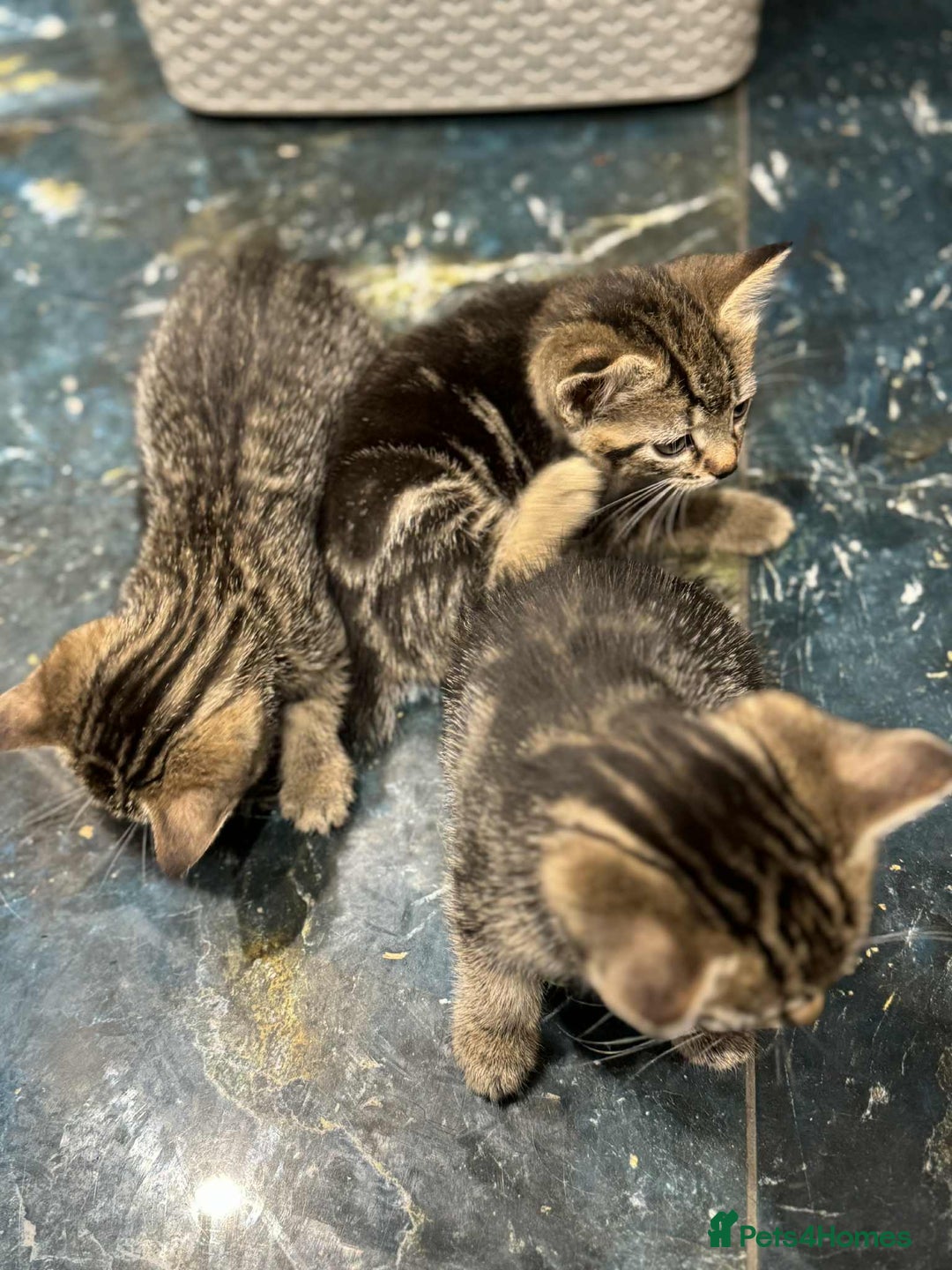 Mixed Breed cats for sale: Adorable Mixed Breed Kitten for Sale! - Image 11