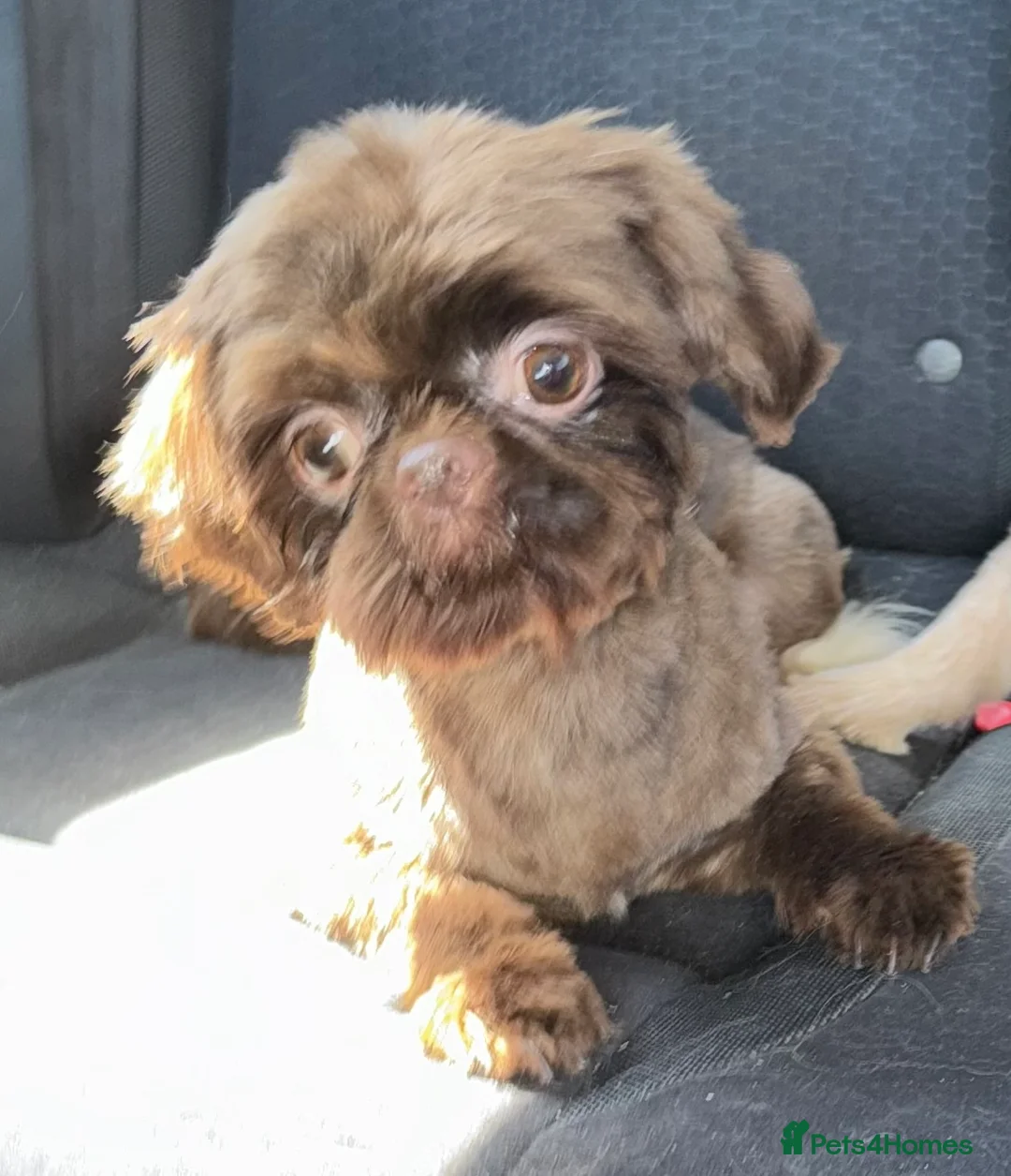 Shih Tzu dogs for stud: stunning chocolate stud boy  in Saint Helens - Advert 19