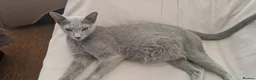 Russian Blue cats for sale: Stunning Russian Blue TICA kittens in Bristol - Advert 1