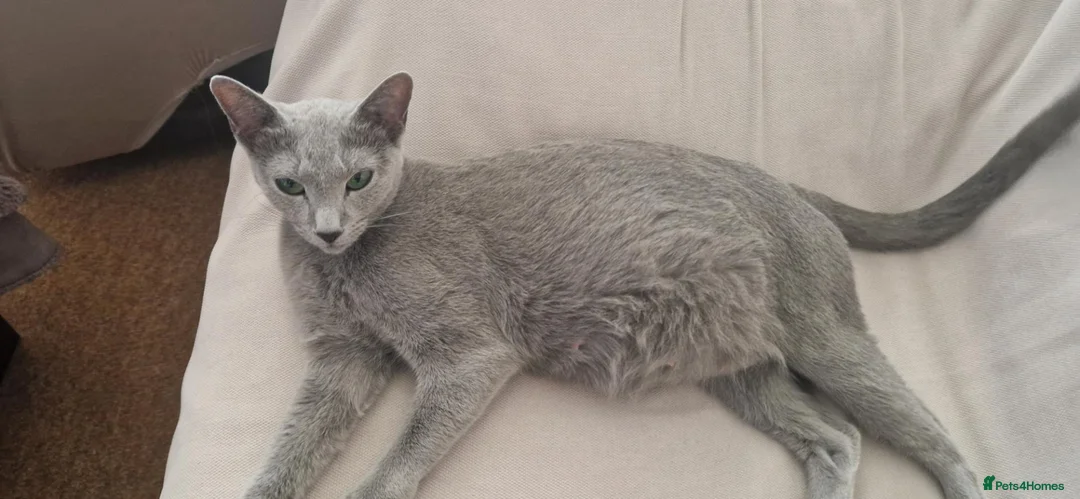 Russian Blue cats for sale: Stunning Russian Blue TICA kittens in Bristol - Advert 1