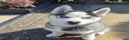 Pomsky dogs for sale: 16 weeks -F2 Pomsky puppy - Advert 4