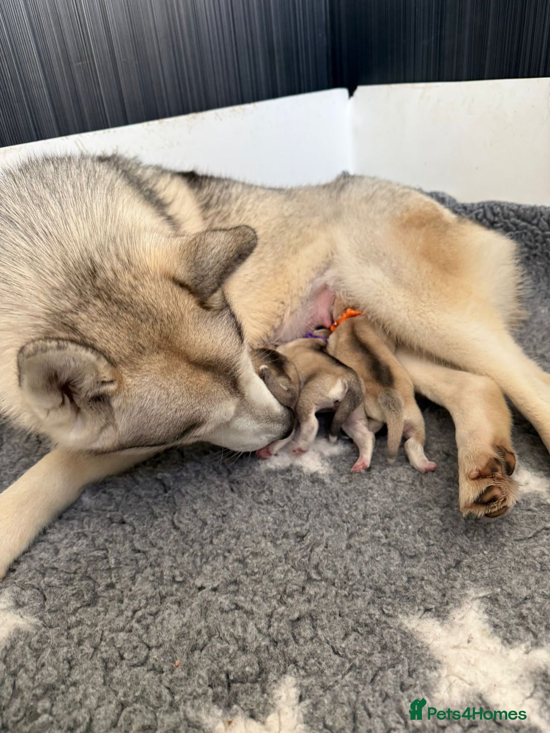 Siberian Husky dogs for sale: ✨ Exceptional Pedigree Siberian Husky Puppies ✨ - Advert 5