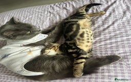 Bengal cats for sale: Gemini grey beauties - Image 30