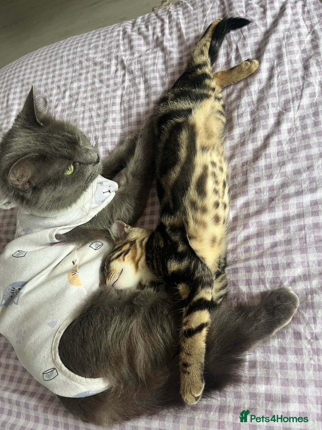 Bengal cats for sale: Gemini grey beauties - Image 30