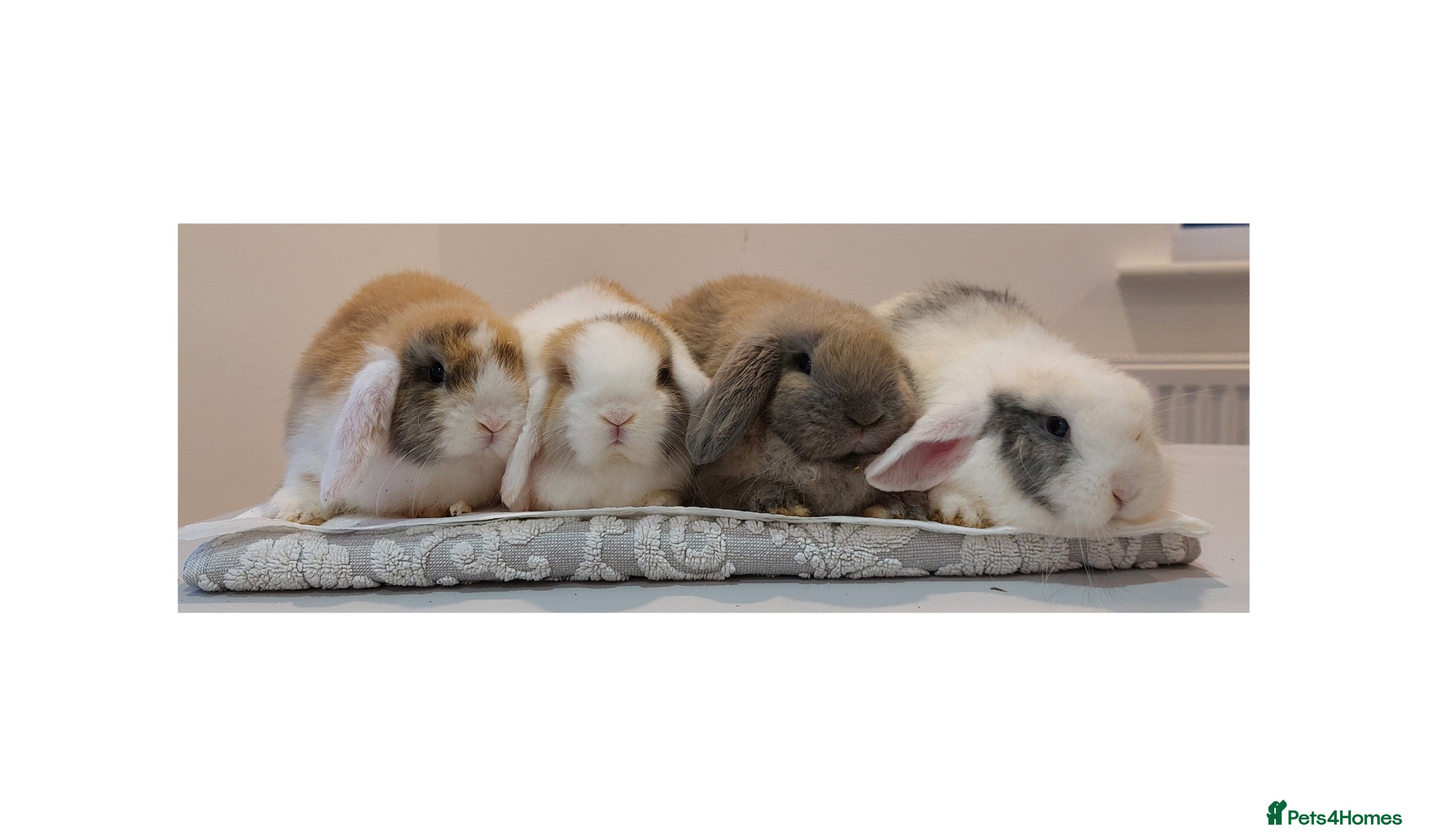 Mini Lop rabbits Young mini lop rabbits *ready now* - Advert 1