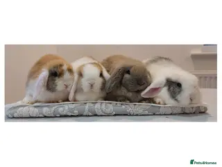 Mini Lop rabbits Young mini lop rabbits *ready now* - Advert 3