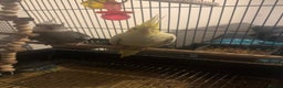 Cockatiels birds for sale: My pets  - Advert 1