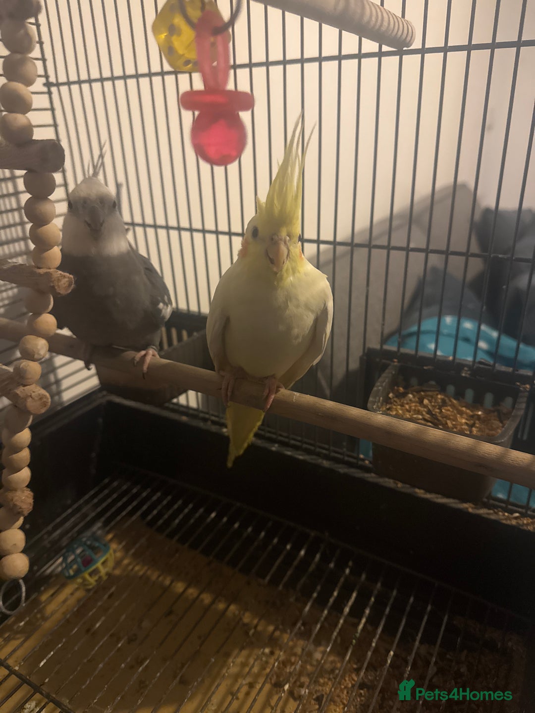 Cockatiels birds for sale: My pets  - Advert 1