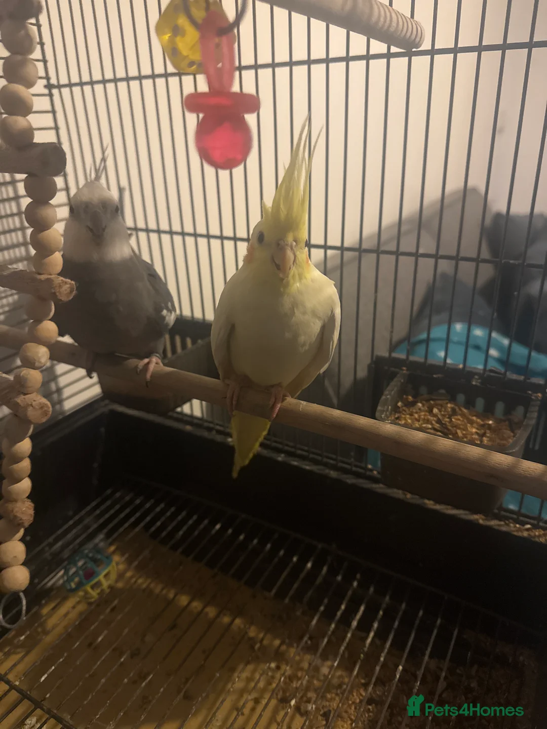 Cockatiels birds for sale: My pets  - Advert 1