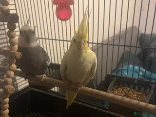 Cockatiels birds My pets - Advert 8