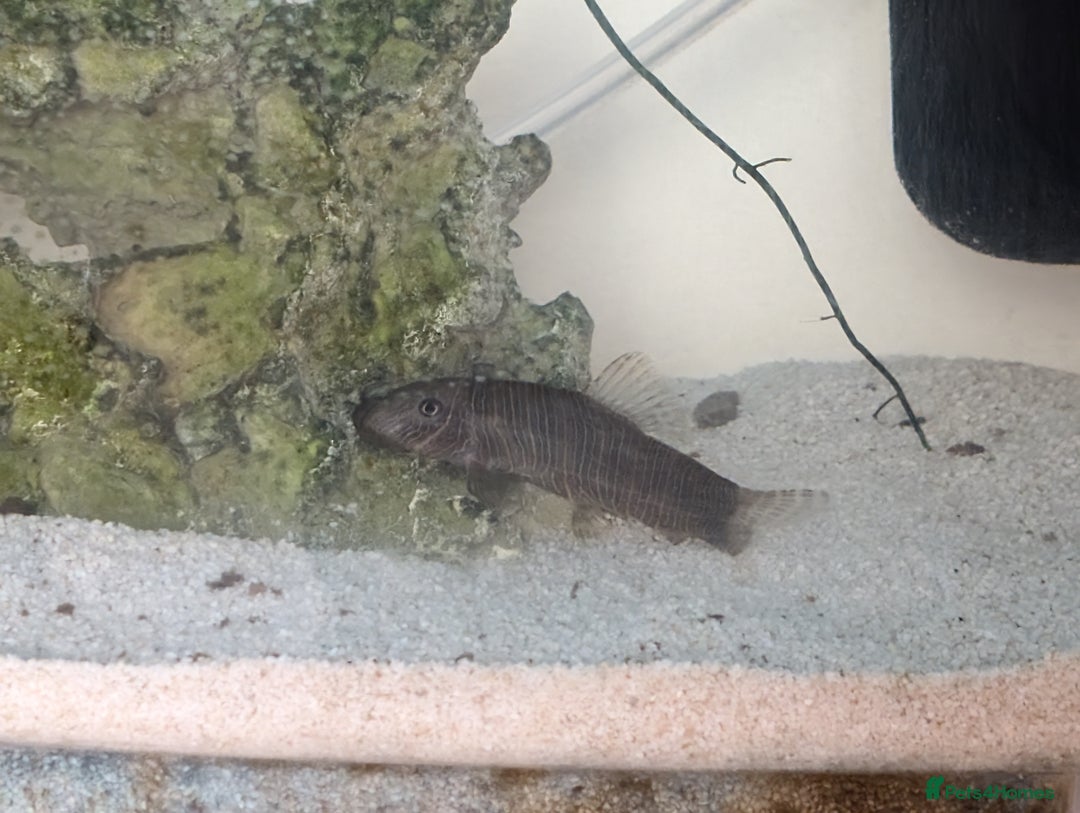 Loaches fish for sale: 2 Zebra Loach middle-aged  - Image 2