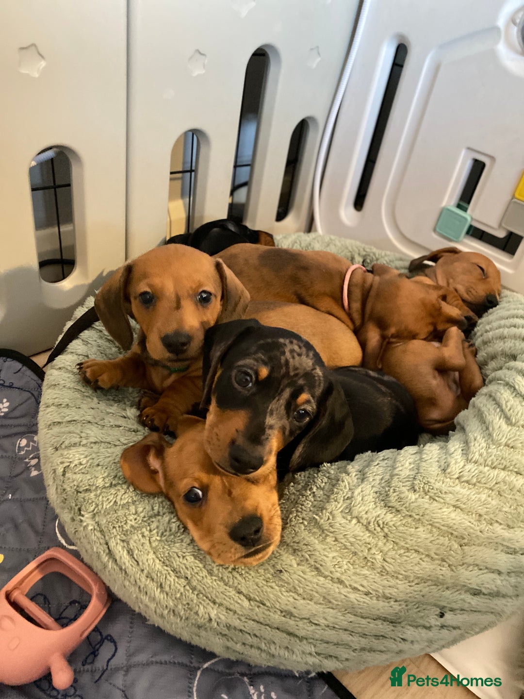 Miniature Dachshund dogs for sale: Beautiful miniature smooth KC reg dachshund  - Advert 5