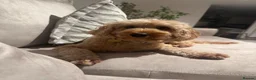 Cockapoo dogs for sale: Loving 3-year-old Cockapoo seeking forever home - Advert 3