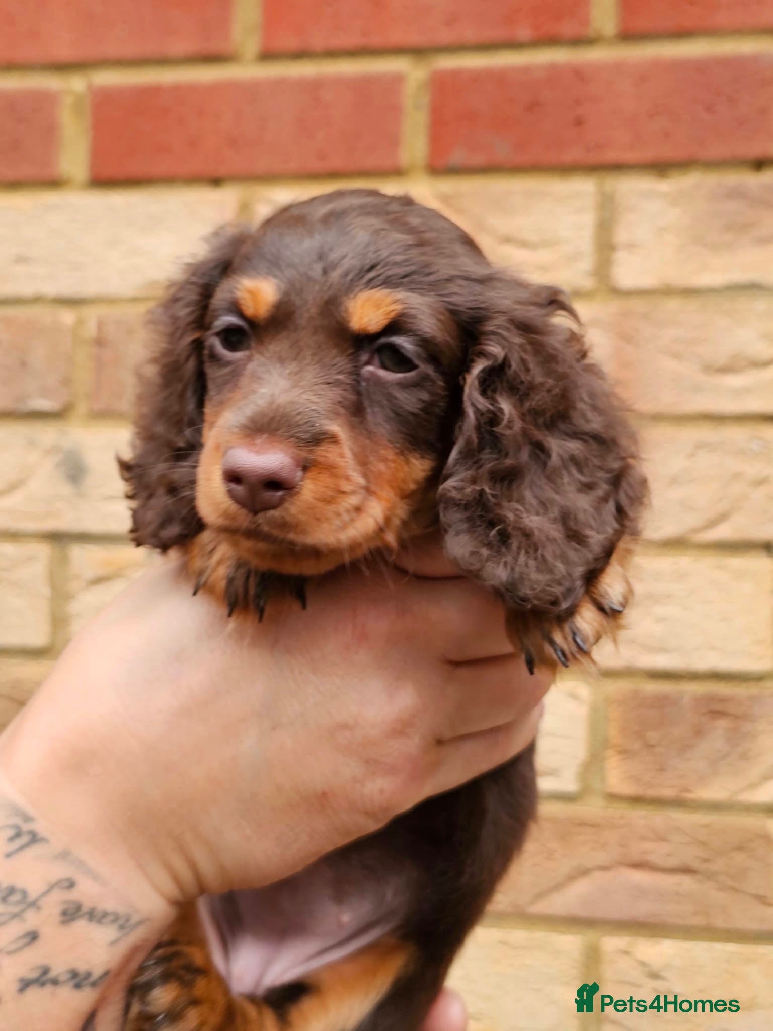 Miniature Dachshund dogs Miniature dachshund long haired - Advert 2
