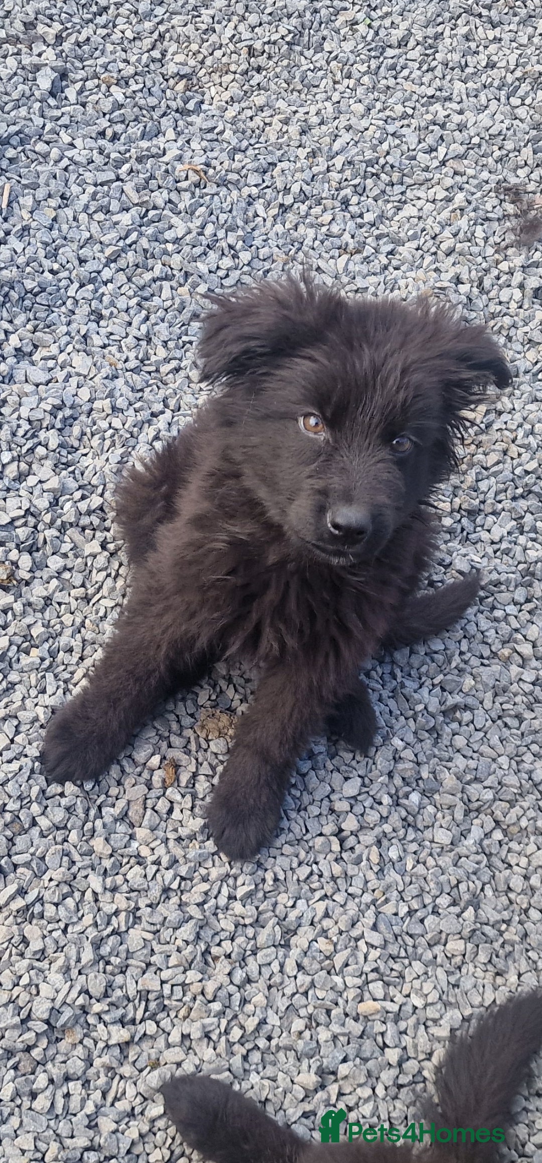 German Shepherd dogs for sale: German Shepherd pups  - Image 9