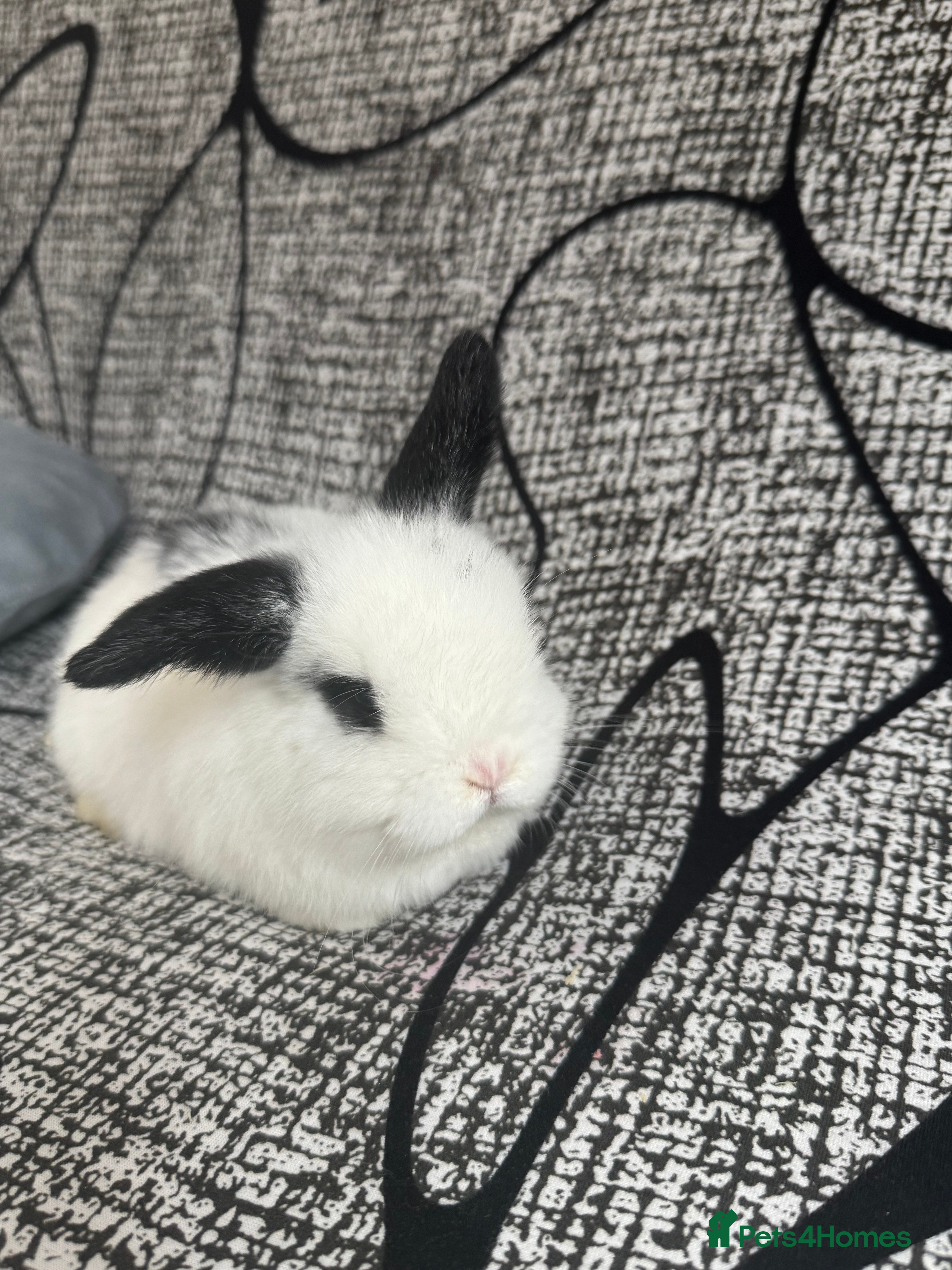 Mini Lop rabbits Baby mini lops  - Advert 15