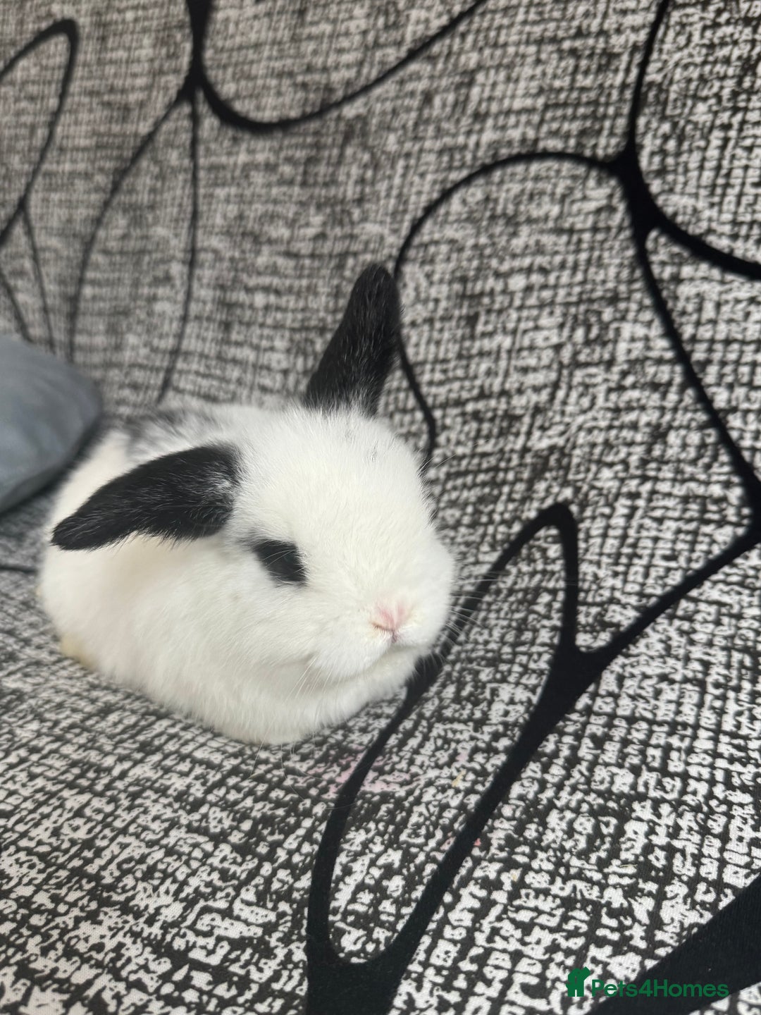 Mini Lop rabbits for sale: Baby mini lops  - Advert 1