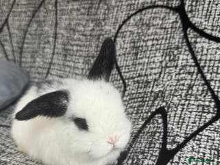 Mini Lop rabbits Baby mini lops - Advert 15