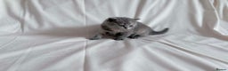 British Shorthair cats for sale: Outstanding British Shorthair Kittens - Advert 4