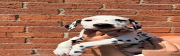 Dalmatian dogs for sale: ++Baer tested last male ready to leave  - Advert 7
