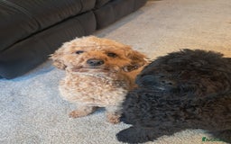 Mixed Breed dogs for sale: Betsy and Willow - Image 8