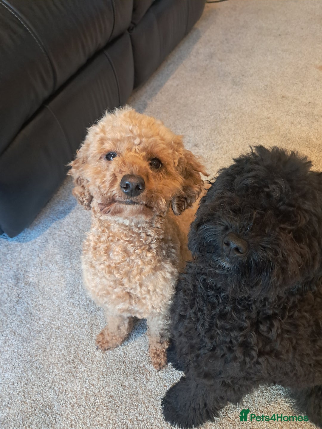 Mixed Breed dogs for sale: Betsy and Willow - Image 8