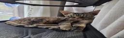 Devon Rex cats for sale: 💛 Beautiful Devon Rex Kittens 💛 - Advert 12