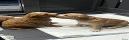 Australian Labradoodle dogs for sale: ⭐ Stunning Australian Labradoodles – Ready June ⭐ - Advert 6