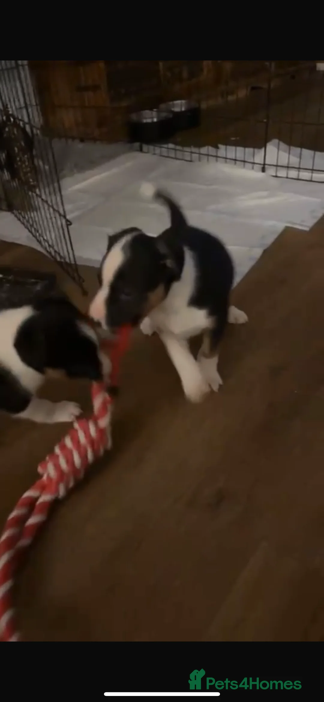 Border Collie dogs for sale: Border collie puppies - Advert 3
