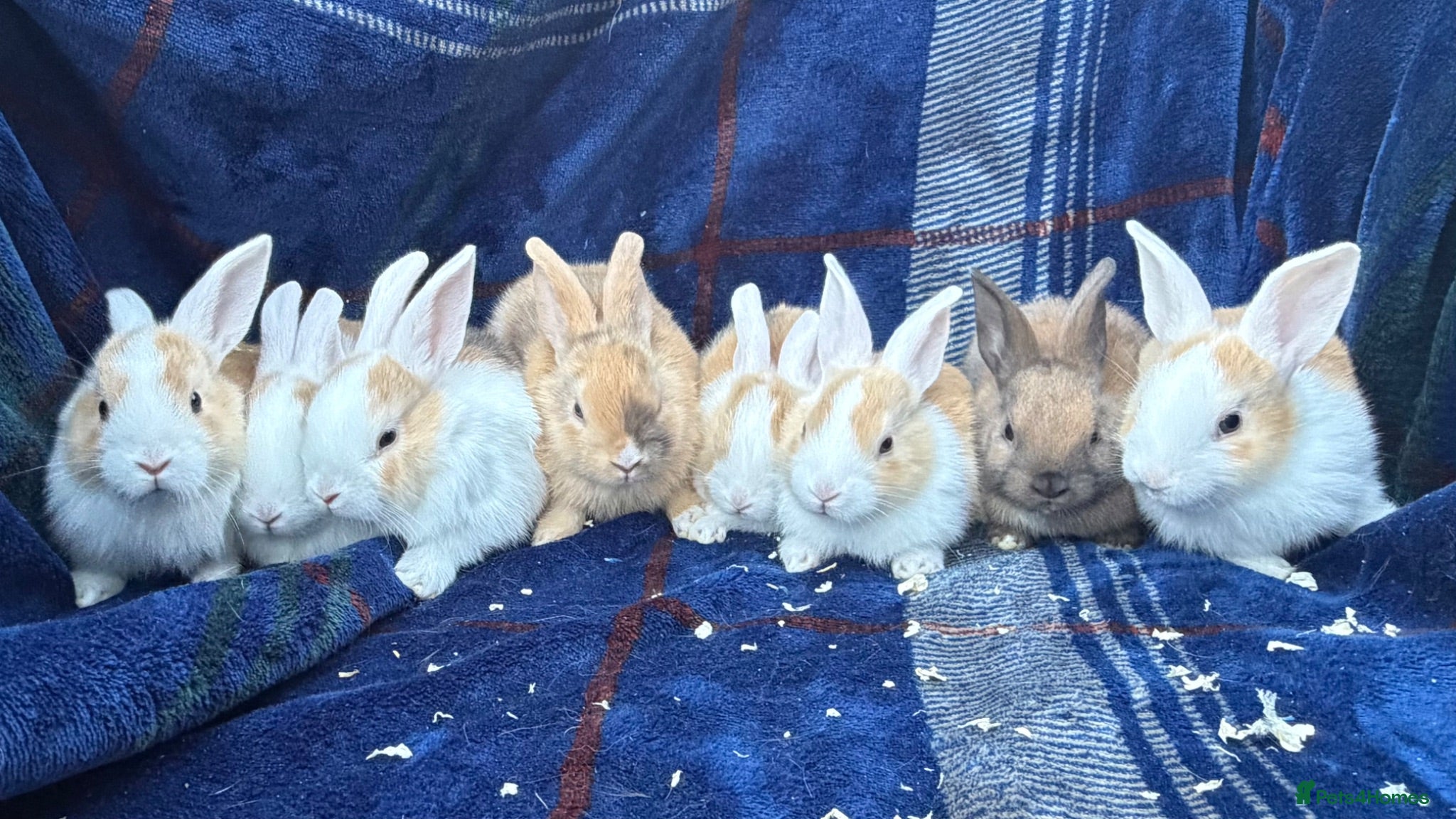Mini Lop rabbits Mixed litter of lop x Dutch bunnies for sale - Advert 2