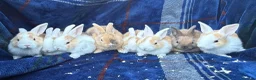 Mini Lop rabbits for sale: Mixed litter of lop x Dutch bunnies for sale - Advert 1