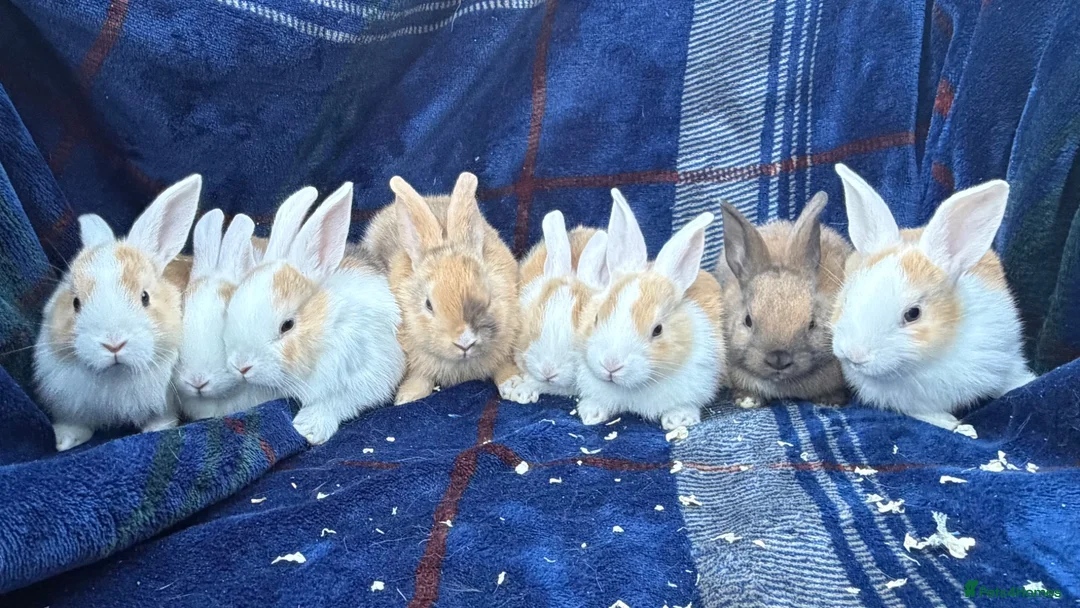 Mini Lop rabbits for sale: Mixed litter of lop x Dutch bunnies for sale - Advert 1