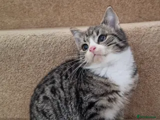 Mixed Breed cats Cute kittens - Advert 7