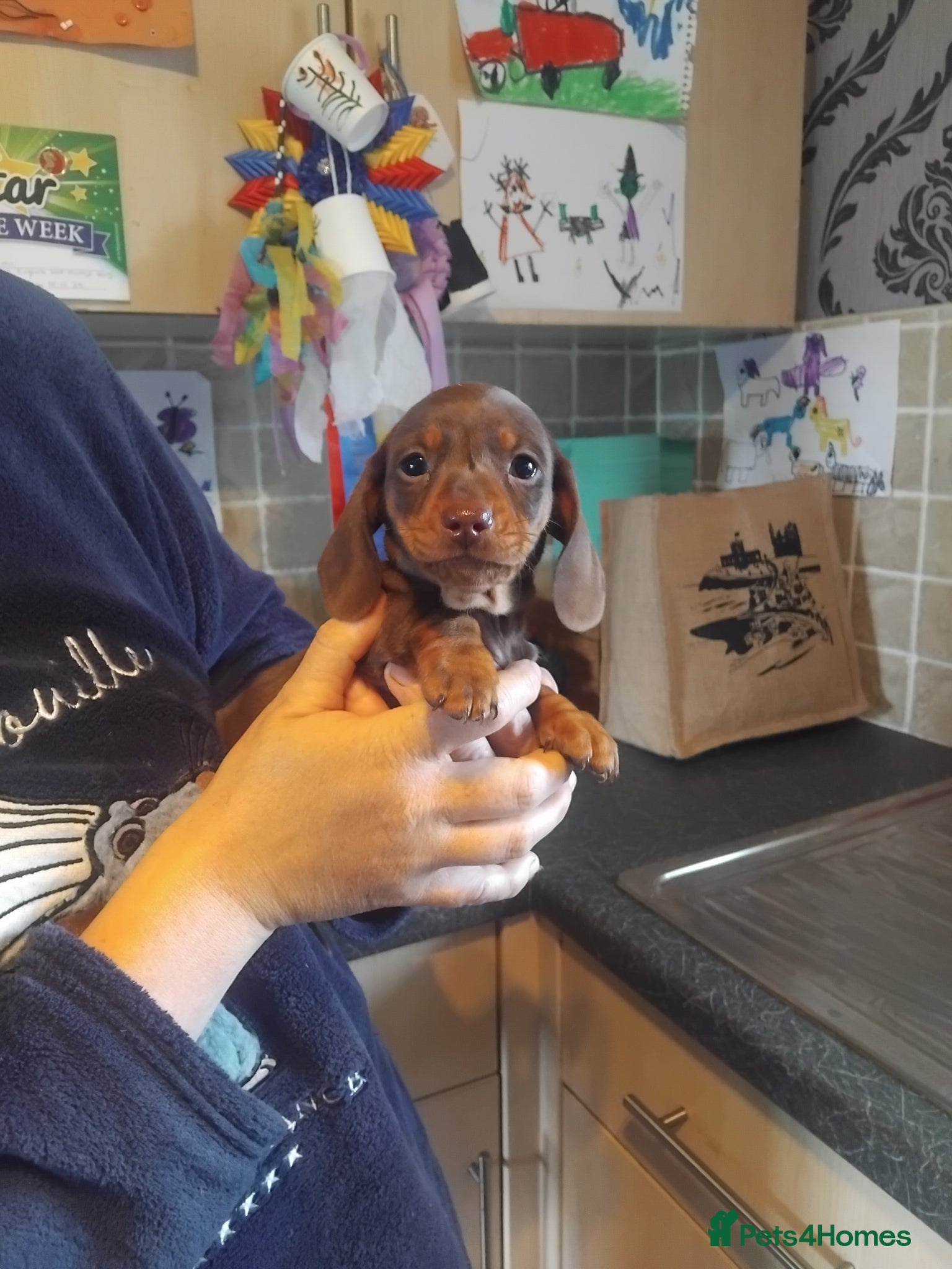 Miniature Dachshund dogs Miniature dachshund  - Advert 1