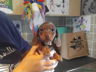 Miniature Dachshund dogs for sale: Miniature dachshund - Advert 1