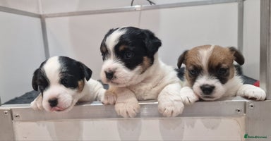 Jack Russell dogs - Advert 16