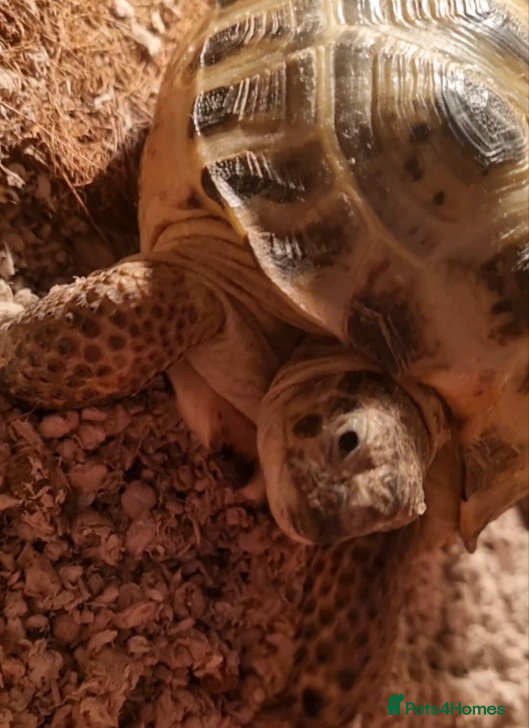 Tortoise reptiles for sale: Peanut The Tortoise  - Advert 3