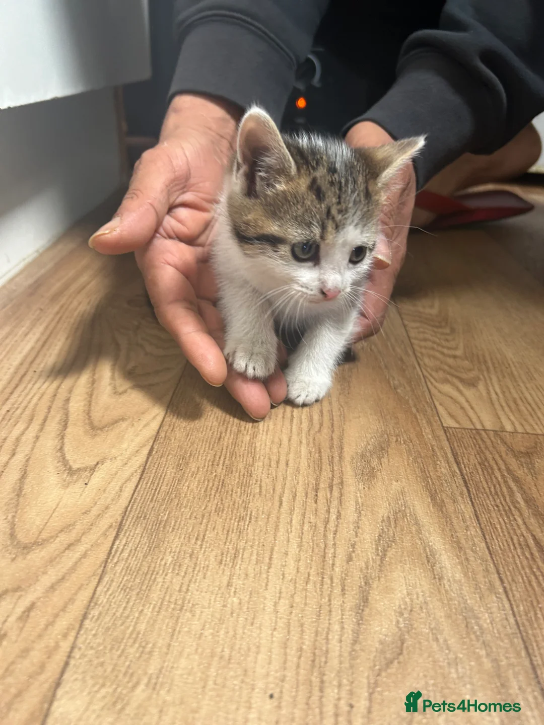 Mixed Breed cats for sale: CHOOSE YOUR FIGHTER 🐾 cute kittens  in London - Advert 2