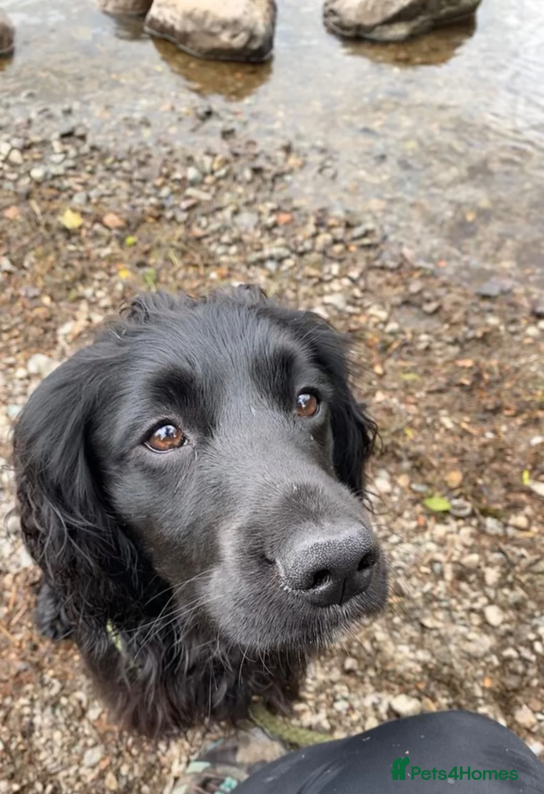 Cocker Spaniel dogs for stud: KC registered Working Cocker spaniel for stud  in Whitehaven - Advert 8