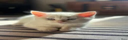British Shorthair cats for sale: Ready to go! in Pontefract - Advert 14