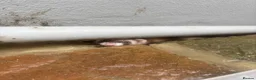 Ferret rodents for sale: Standard Gill ferret  - Advert 6