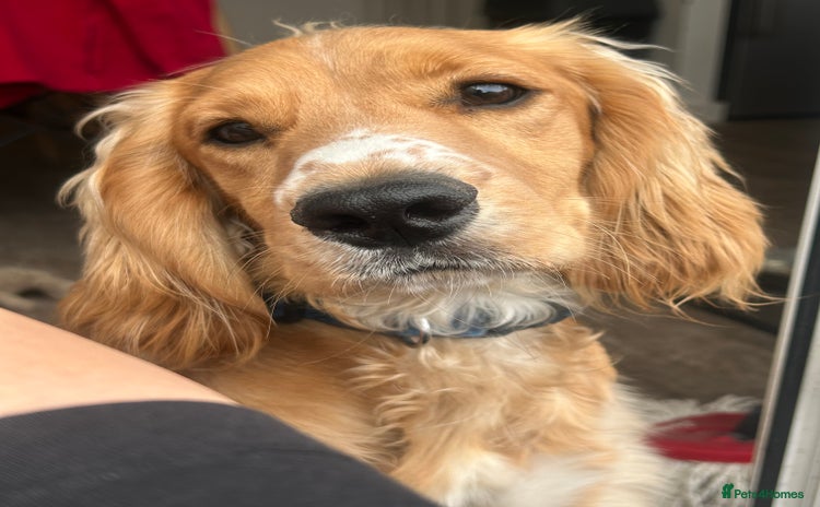Cocker Spaniel dogs - Advert 11