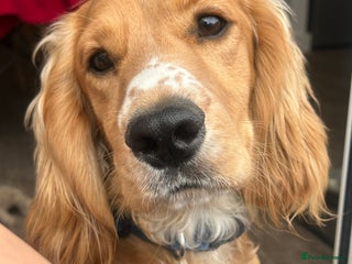 Cocker Spaniel dogs - Advert 8