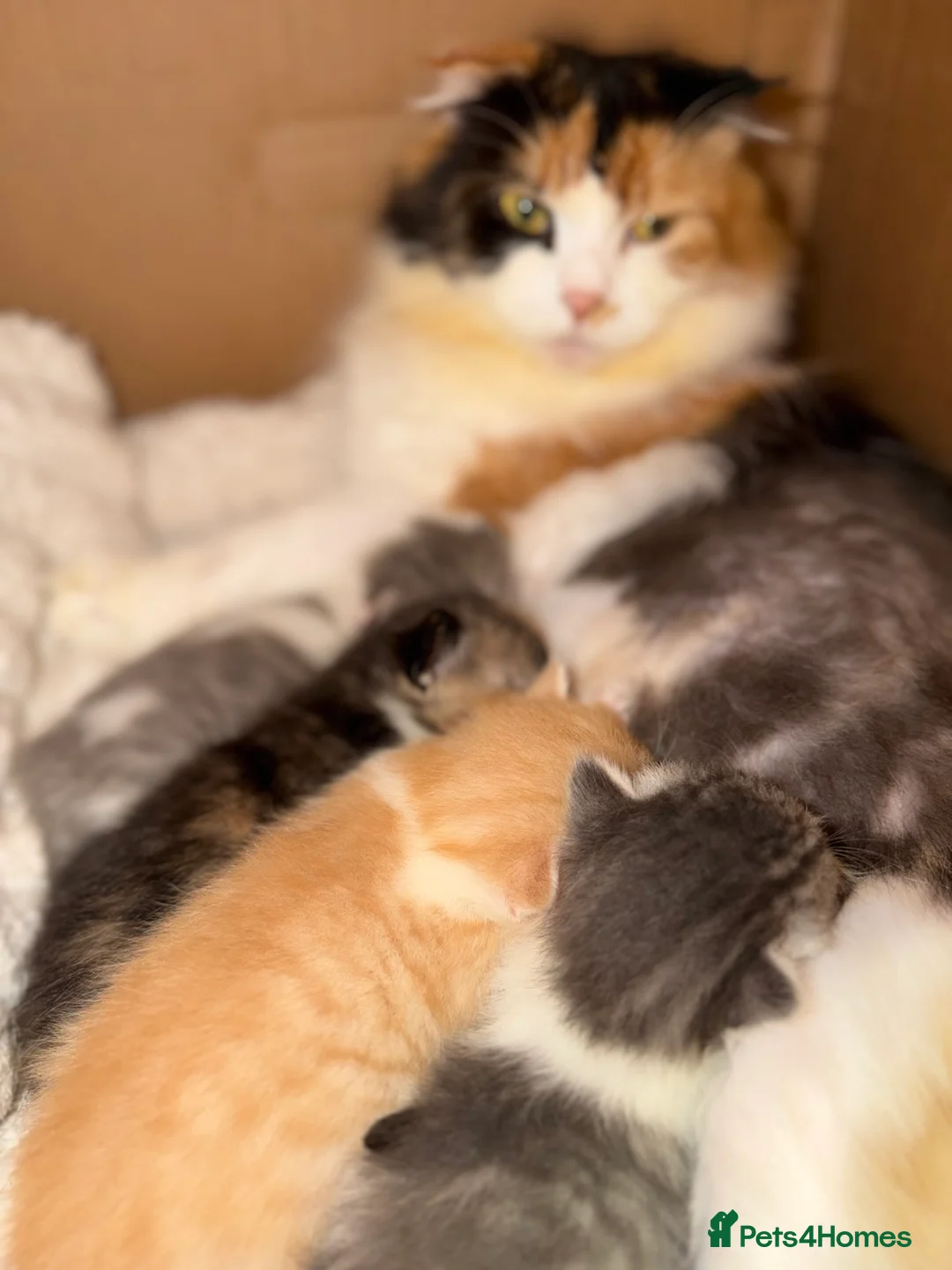 Scottish Fold cats for sale: 🐾🐈‍⬛Scotthis Fold mix kittens🐾🐾 - Advert 2