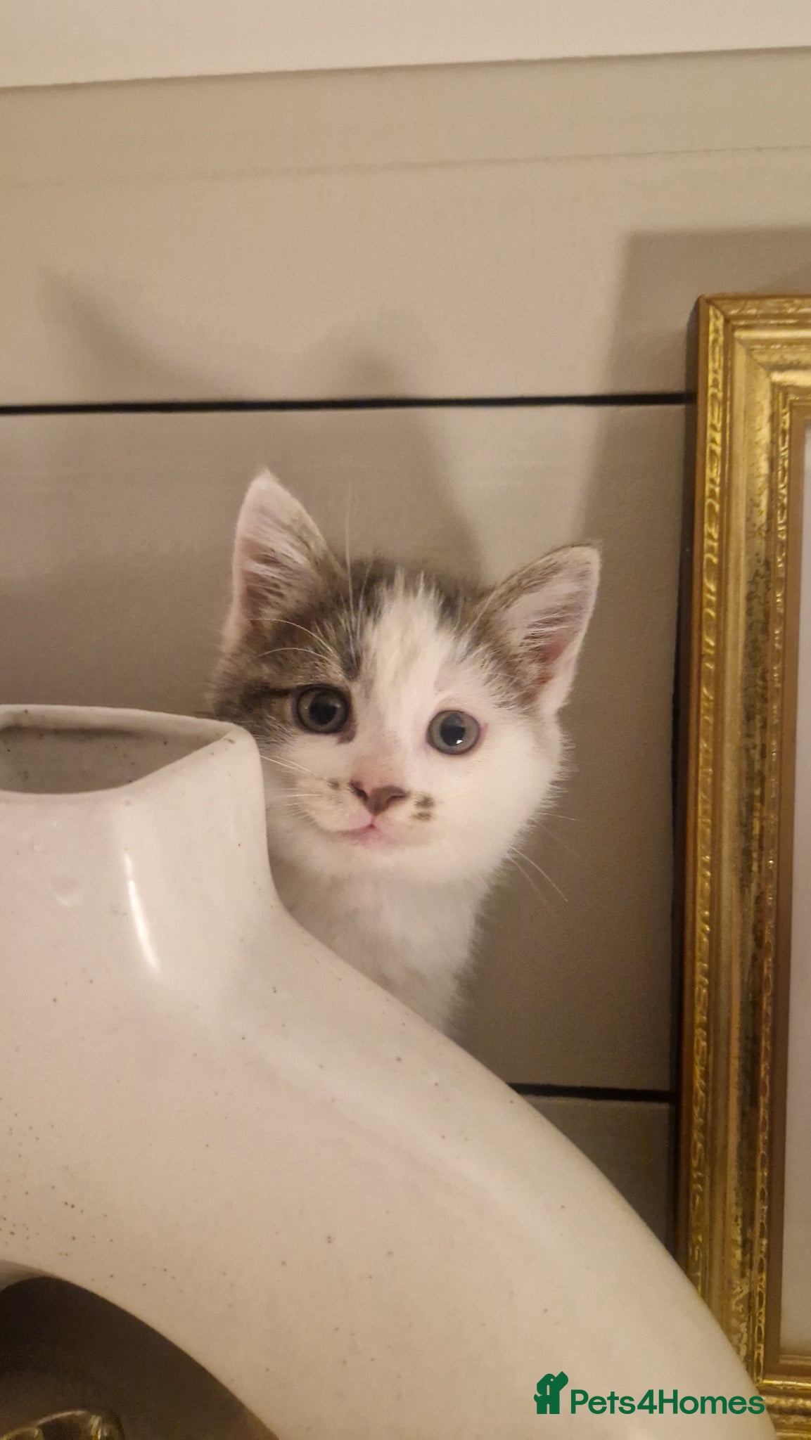 Mixed Breed cats My beautiful maincoon luna has 4 playful boys  - Advert 9
