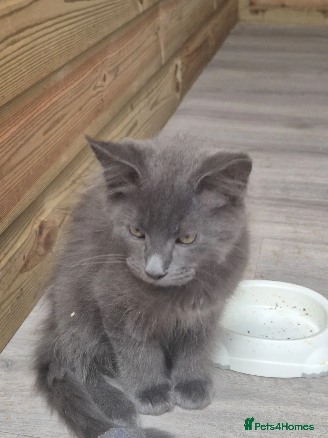 Maine Coon cats for sale: 2 BLUE BOYS - Advert 2
