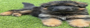 German Shepherd 2