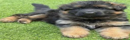 German Shepherd dogs for sale: 💥Champion🩸line KC Reg GermanShepherd puppy’s GSD - Advert 2