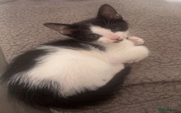 American Shorthair cats for sale: Unique markings tuxedo and all black kittens  - Image 1