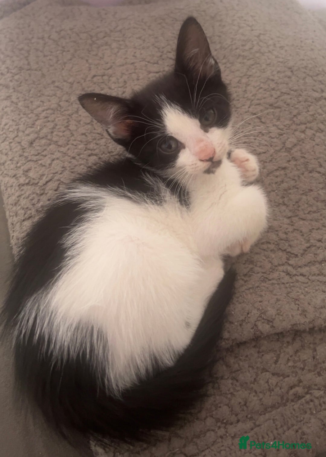 American Shorthair cats for sale: Unique markings tuxedo and all black kittens  - Image 1